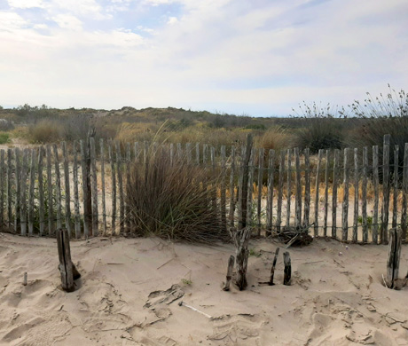 Les plages de Camargue